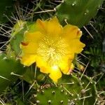 Opuntia maxima Blüte