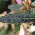 Rhododendron pubescens Hoja