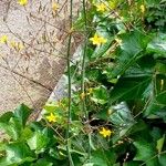 Lactuca muralis عادت