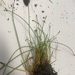 Eleocharis multicaulis Flor