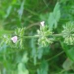 Clinopodium gracile പുഷ്പം