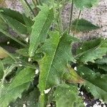 Hieracium lachenalii Blad