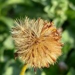 Erigeron glaucus ᱡᱚ