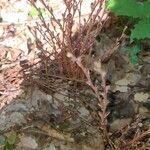 Epifagus virginiana Blad