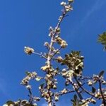 Eriotheca pubescens Fruit