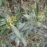 Osmanthus austrocaledonicus পাতা