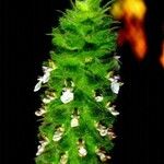 Teucrium lamiifolium Flower