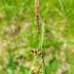 Carex panicea फूल