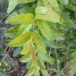 Qualea parviflora 葉