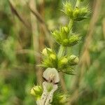 Stachys rectaFlower