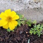 Bidens ferulifolia花