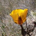 Calochortus clavatus Flower