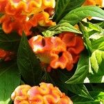 Celosia argentea Maua