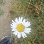 Argyranthemum frutescensFleur