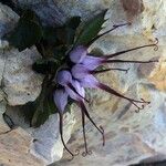 Physoplexis comosa 花
