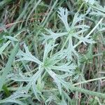 Malva moschata Leaf