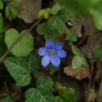 Hepatica nobilis Flower