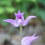 Cephalanthera rubra Flower