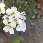 Cardamine plumieri Flower