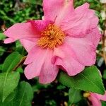 Camellia sasanquaപുഷ്പം