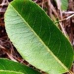 Prunus africana Hoja