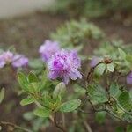 Rhododendron hippophaeoides Flower