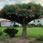 Dracaena draco Folha