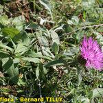 Centaurea jordaniana 形態