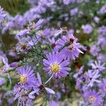 Symphyotrichum oolentangiense 花