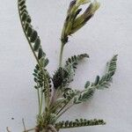 Astragalus caprinus Hàbitat