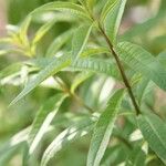 Aloysia citriodora Blad