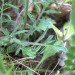 Scabiosa canescens पत्ता