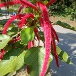 Acalypha hispidaÕis