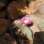 Opuntia polyacantha 花