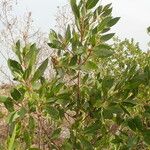 Conocarpus erectus Arall