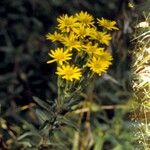 Chrysopsis mariana Flower