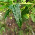 Pavonia hastata Leaf