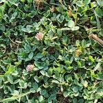Trifolium fragiferum ᱛᱟᱦᱮᱸ