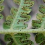 Thelypteris striata पत्ता