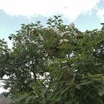 Cordia boissieri Celota