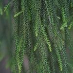 Dacrydium cupressinum Folla