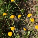 Leucanthemum virgatum 形態