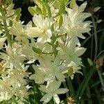 Camassia leichtlinii Flor