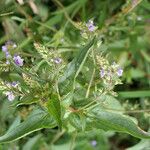 Veronica anagallis-aquatica Flower