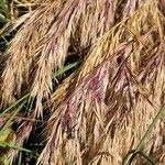 Bromus madritensis Frucht