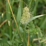 Cynosurus echinatus Flower