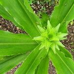 Eucomis pallidiflora