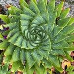 Aloe polyphylla Blad