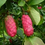 Magnolia cylindrica Fruit