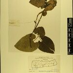 Aristolochia griffithii ᱮᱴᱟᱜ